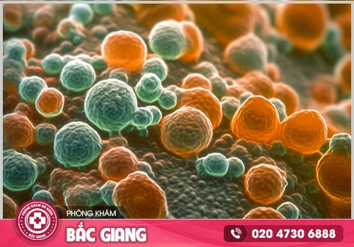 Dấu hiệu nhận biết bị nhiễm nấm Candida âm đạo là gì?