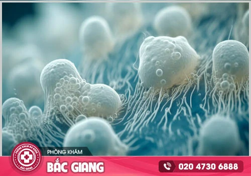 Nấm Candida vùng kín có nguy hiểm không? Cách khắc phục hiệu quả